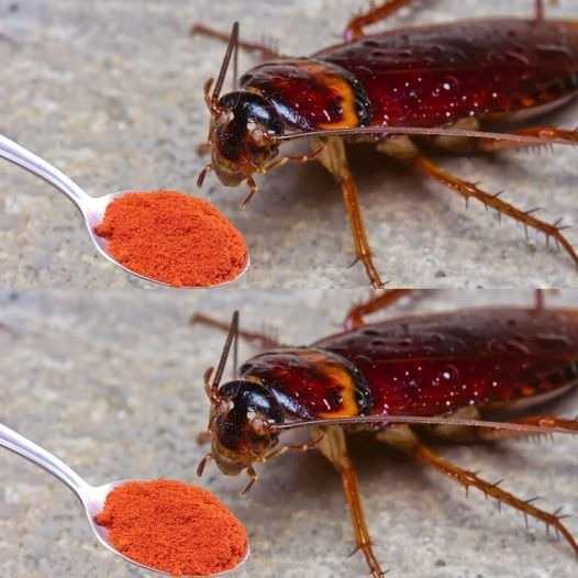 All-Natural Ways to Keep Your Home Pest-Free