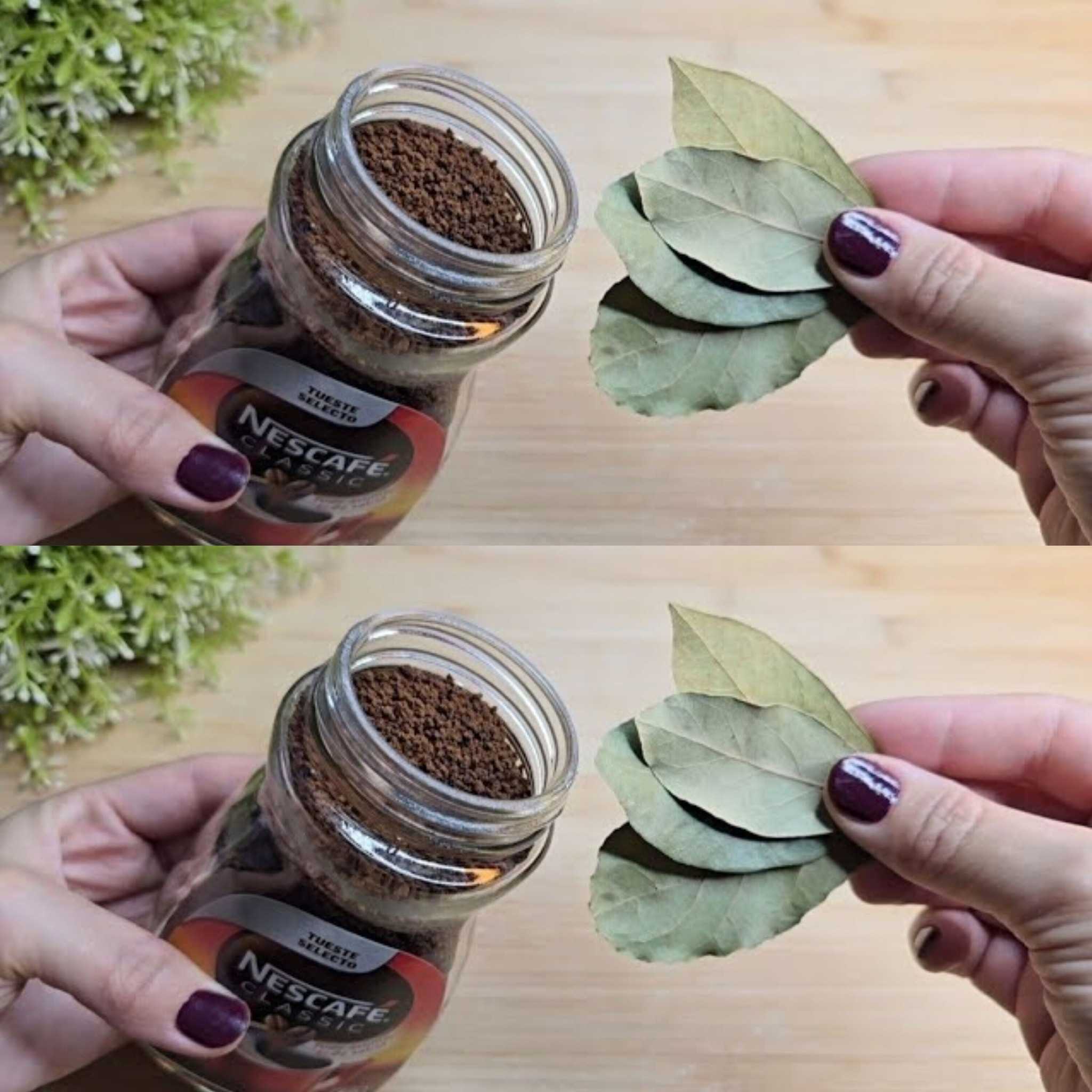 Put This In Your House And You’ll Never See Flies Or Mosquitoes Again