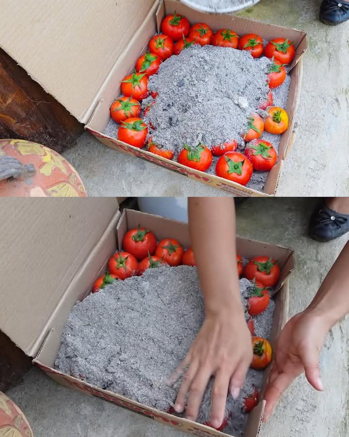 Traditional method of preserving tomatoes using ash