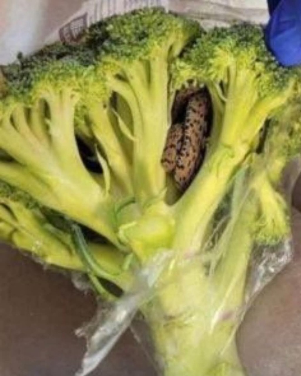 and then sees something moving near the stem