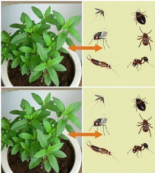 God blessed you with this plant because it keeps pests like spiders and mice away from your house.