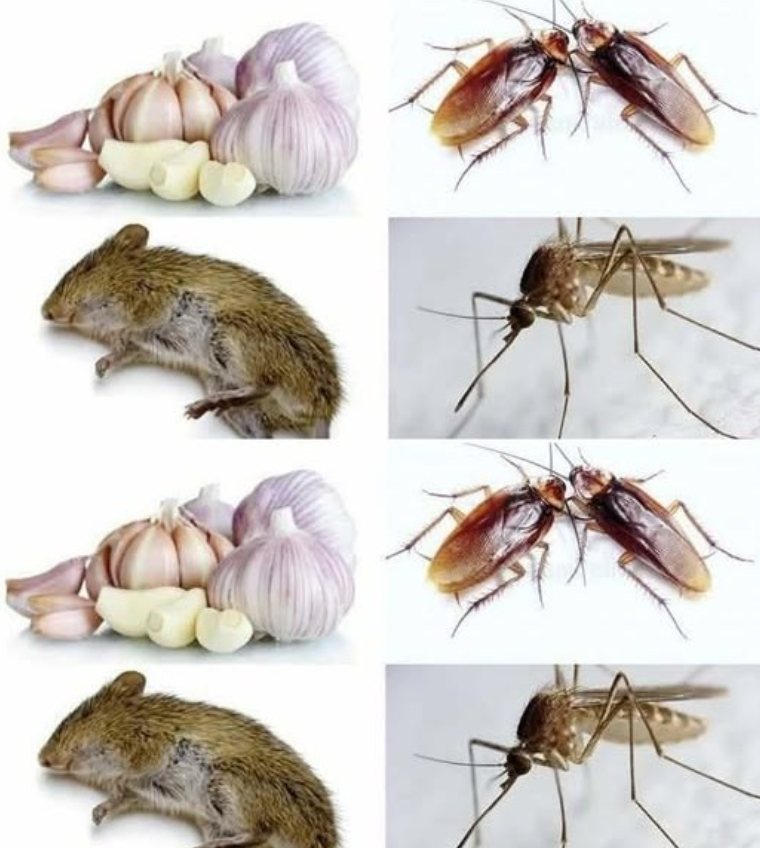 Title: Say Goodbye to Mice Naturally: The Organic Way to Keep Rodents Out