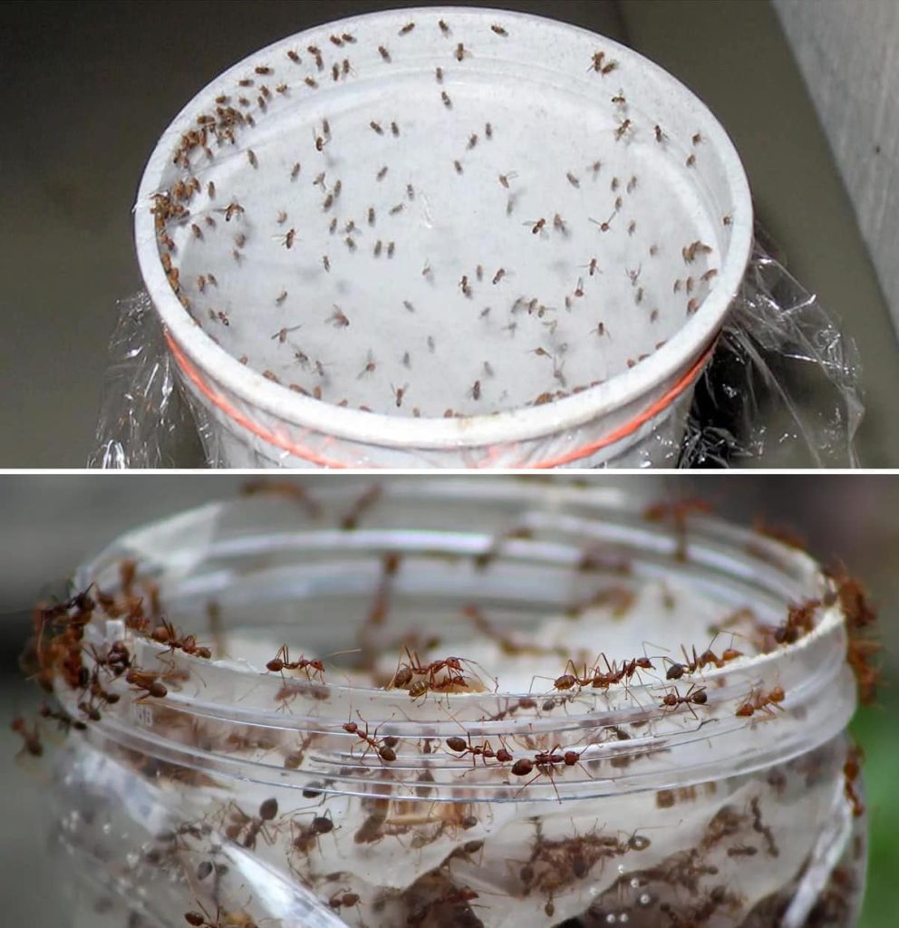 The 3 trappole are very effective to ridurre the form of the house and balcony