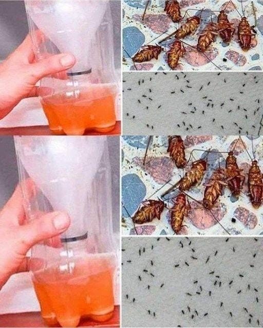 A powerful homemade recipe to permanently get rid of mosquitoes and cockroaches