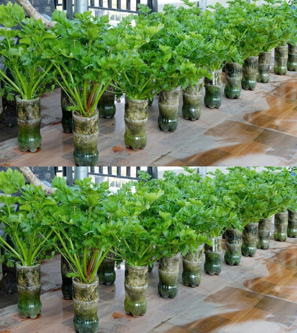 How to Grow Parsley at Home All Year Round – Only Then Will You Get a Rich Harvest