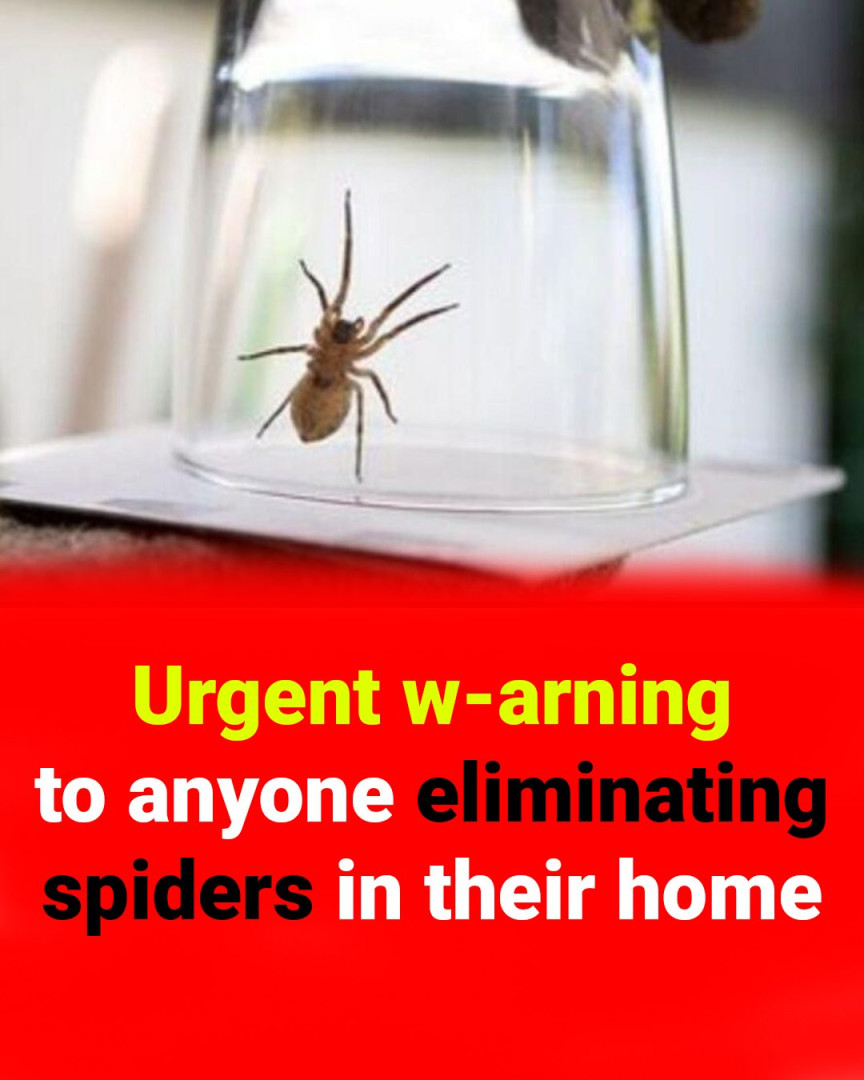 Urgent w-arning to anyone eliminating spiders in their home