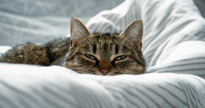 If your cat wants to sleep in your bed, the reason might surprise you