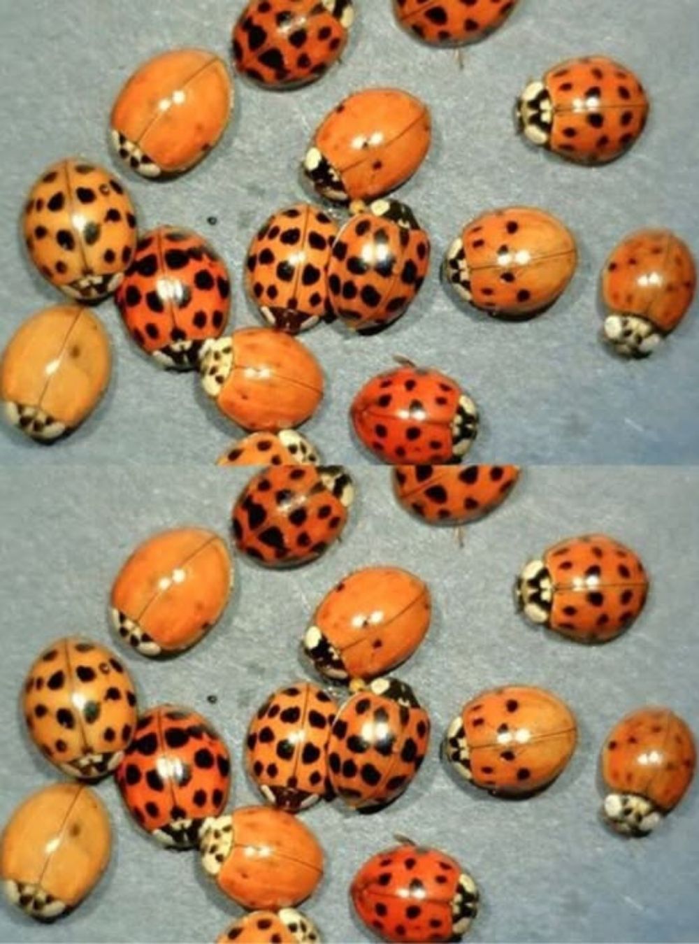 The Meaning of Yellow Ladybugs: Nature, Symbolism, and Positive Associations