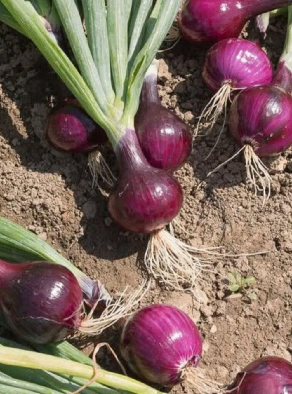 What Happens When You Eat Onions Regularly? Unexpected Benefits Worth Knowing