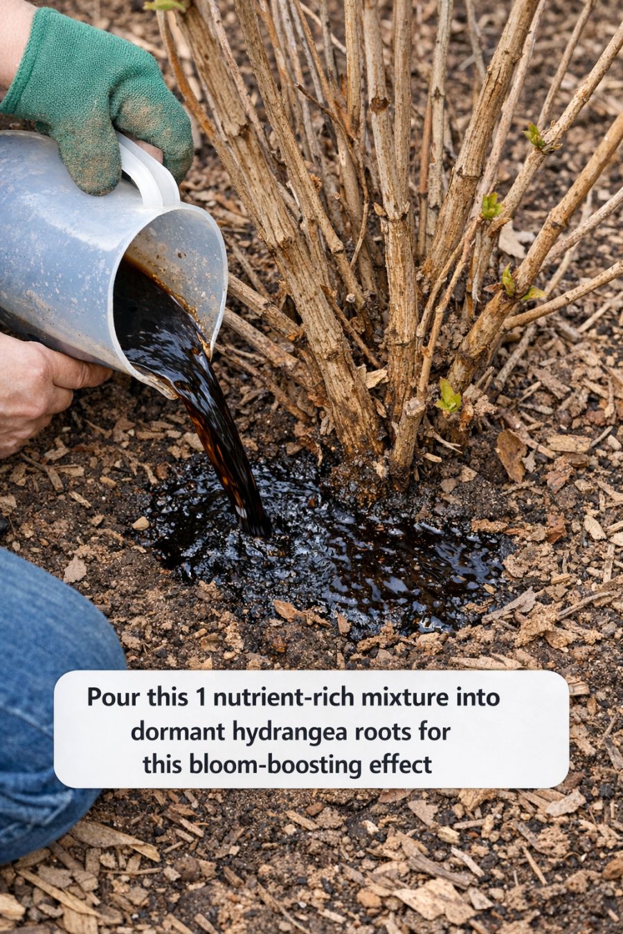 Pour this 1 nutrient-rich mixture into dormant hydrangea roots for this bloom-boosting effect