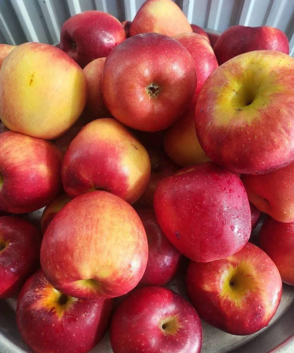 Eating One Apple Every Evening May Bring Surprising Health Benefits