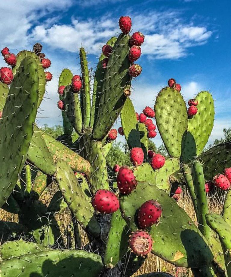 Doctors reveal that consuming nopal produces…