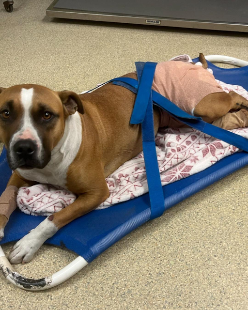 Aurora’s life changed in an instant on a quiet stretch of road. She had been hit by a car—not once, but by both the front and back tires—and yet, fate intervened when the driver stopped, carefully lifted her into the car, and searched desperately for help.