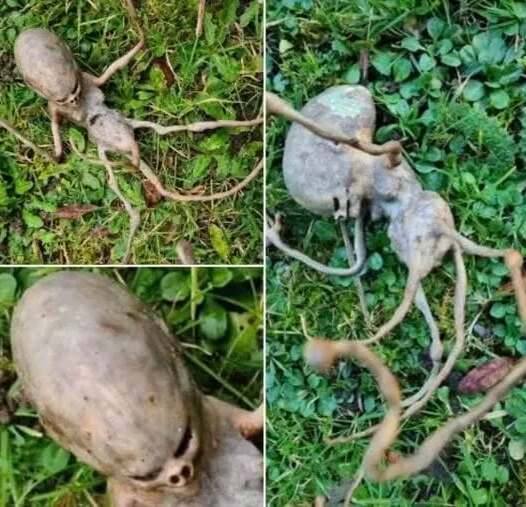 Sometimes, when faced with strange situations, people turn to the internet for answers – Story Of The Day!